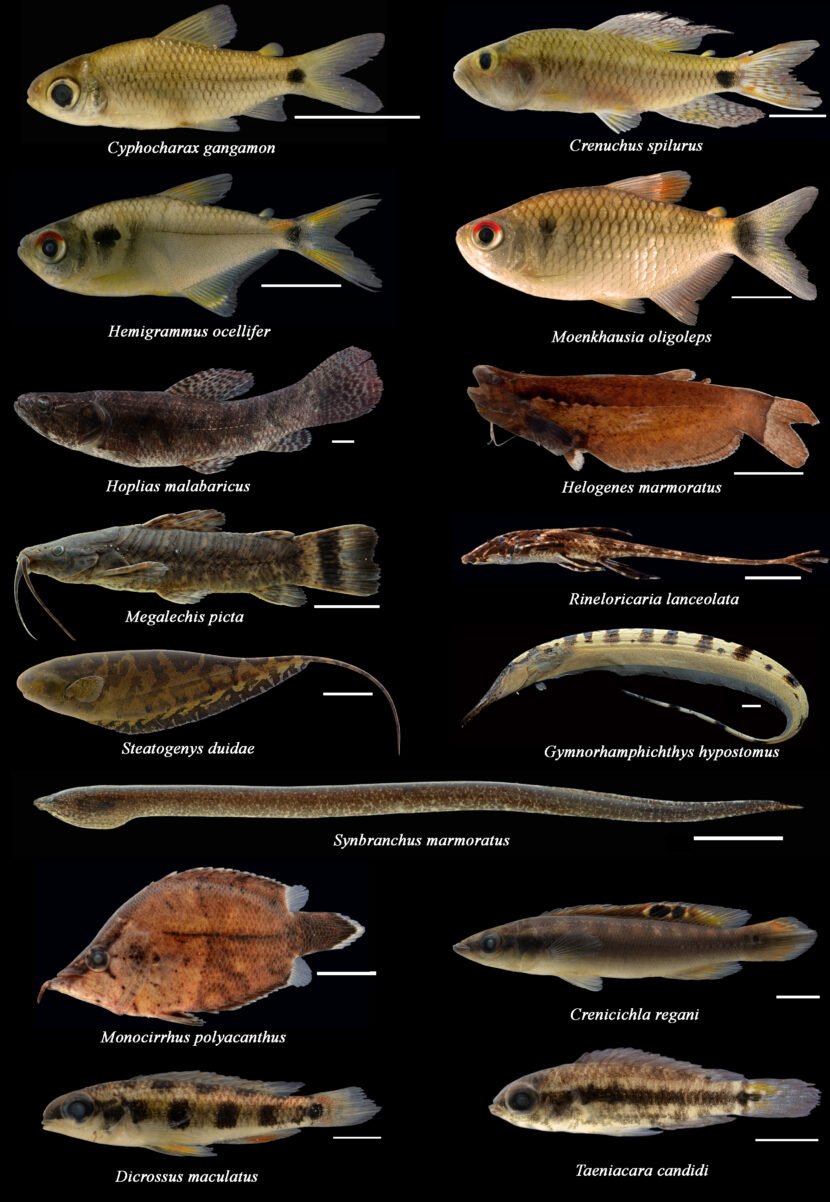 Quantas Esp Cies De Peixes Existem Na Bacia Amaz Nica Conex Es