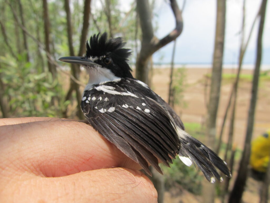 Aves das várzeas amazônicas​