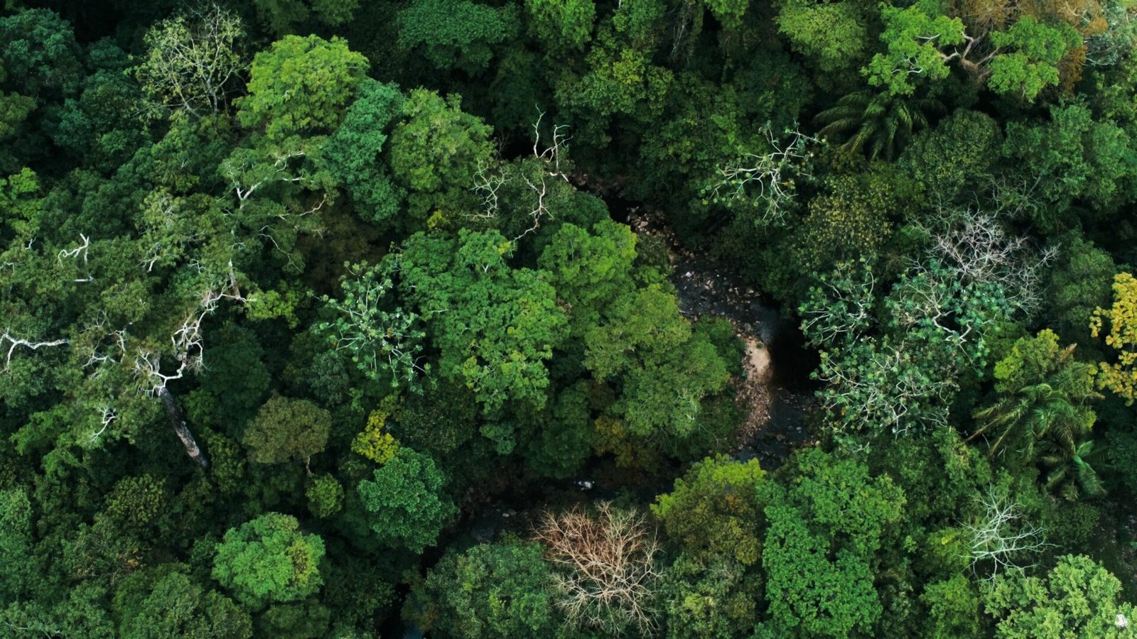 Conexões Amazônicas