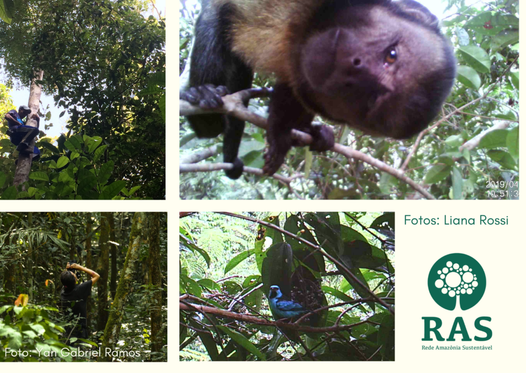 O que acontece com a dispersão de sementes enquanto a biodiversidade da Amazônia é perdida?