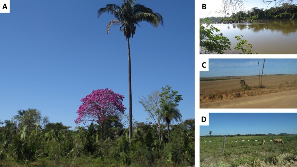 A paisagem e a hidrologia de uma bacia no arco do desmatamento