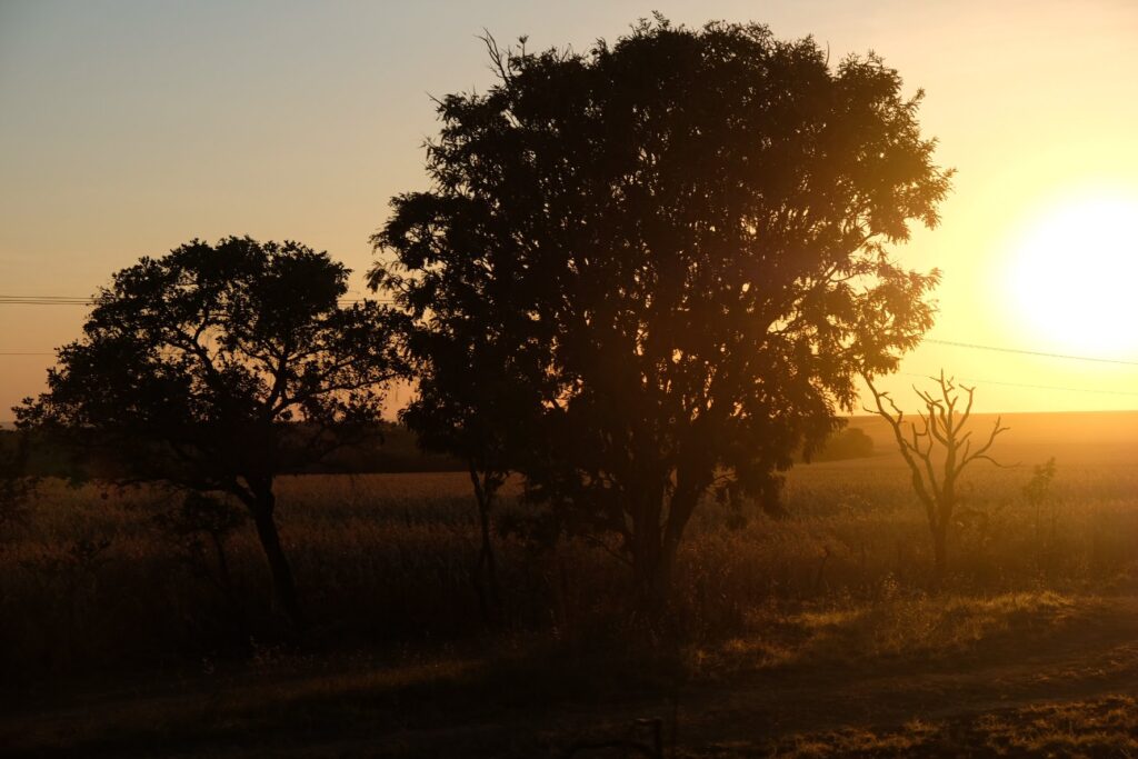 Os benefícios econômicos da conservação da Amazônia e do Cerrado para a agricultura brasileira