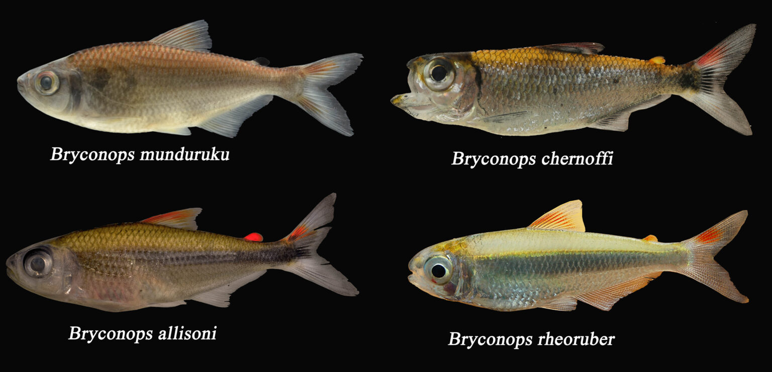 Quantas espécies de peixes existem na bacia amazônica? Conexões Amazônicas Quantas espécies de peixes existem na bacia amazônica? Conexões Amazônicas