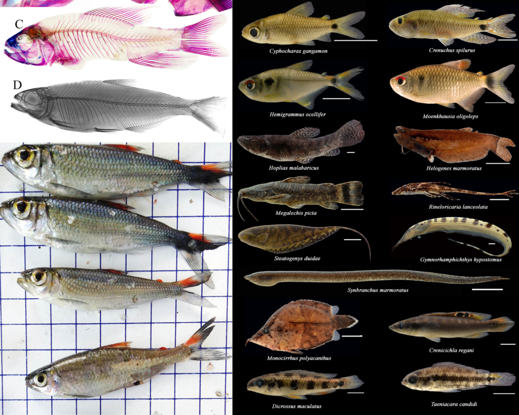 Quantas espécies de peixes existem na bacia amazônica?