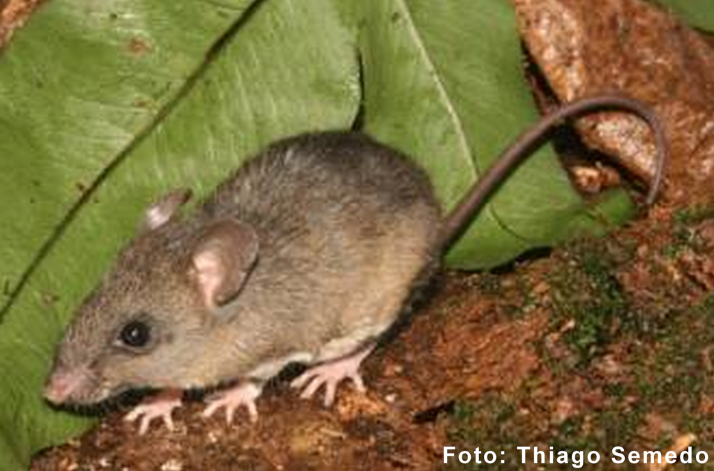 Como a ecologia e a evolução de um roedor podem revelar mudanças passadas na Amazônia?