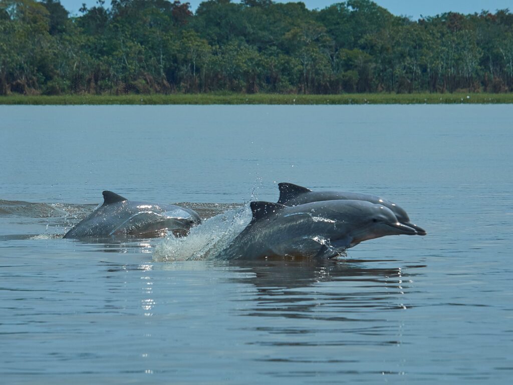Monitorando os golfinhos de rio da Amazônia