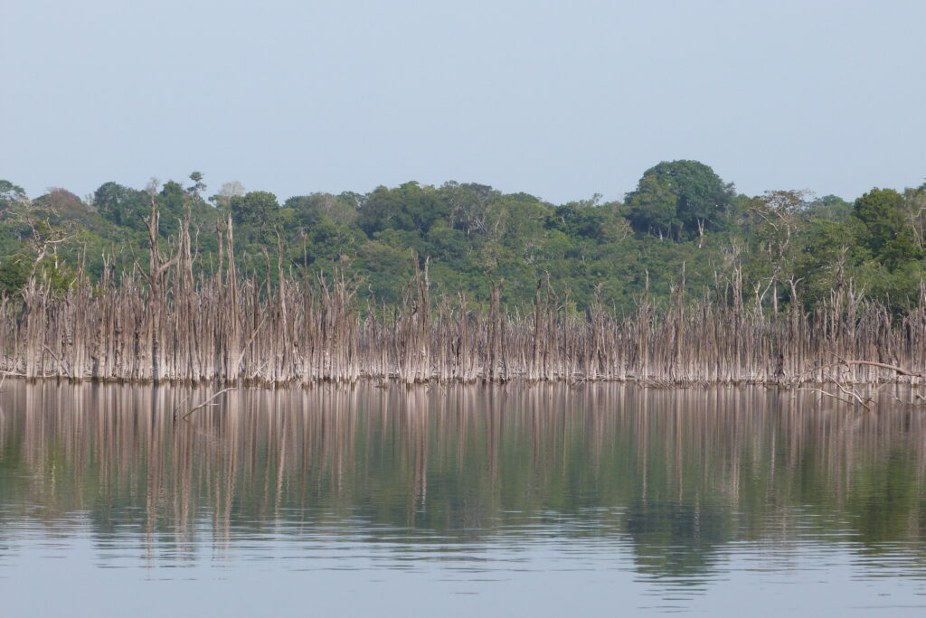 Os extremos climáticos e as florestas aquáticas da Amazônia