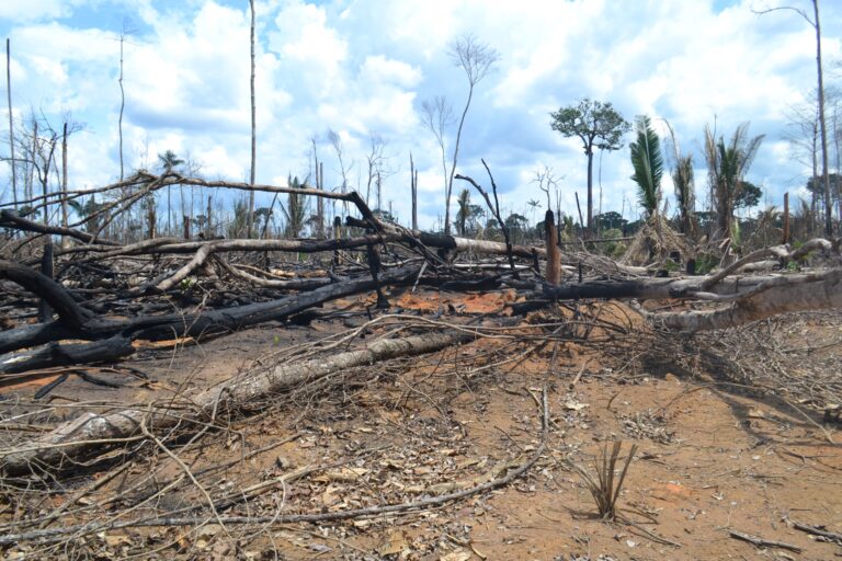 A imagem mostra uma paisagem com floresta desmatada e queimada.