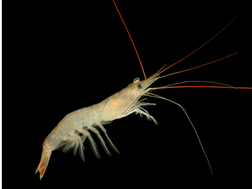 Camarões são pequenos gigantes da biodiversidade amazônica